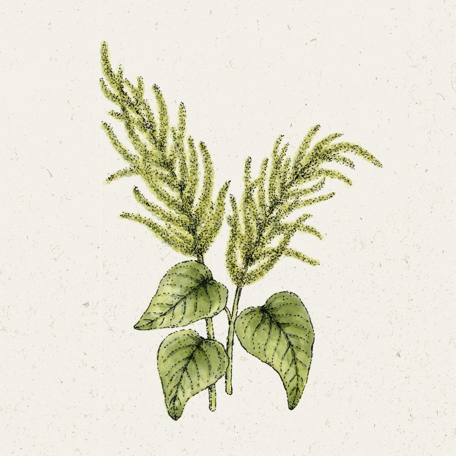 Jora Dahl Amaranthus Caudatus ‘Green Cascade’