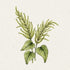 Jora Dahl Amaranthus Caudatus ‘Green Cascade’
