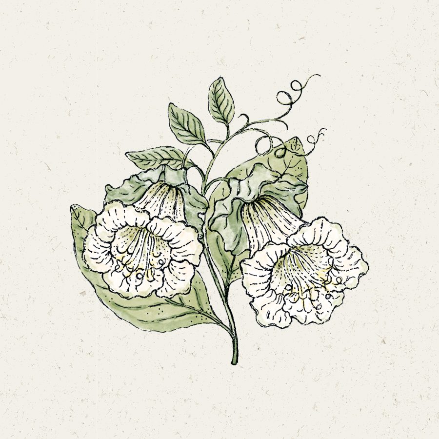 Jora Dahl Cobeaea scandens Alba Kletterpflanze