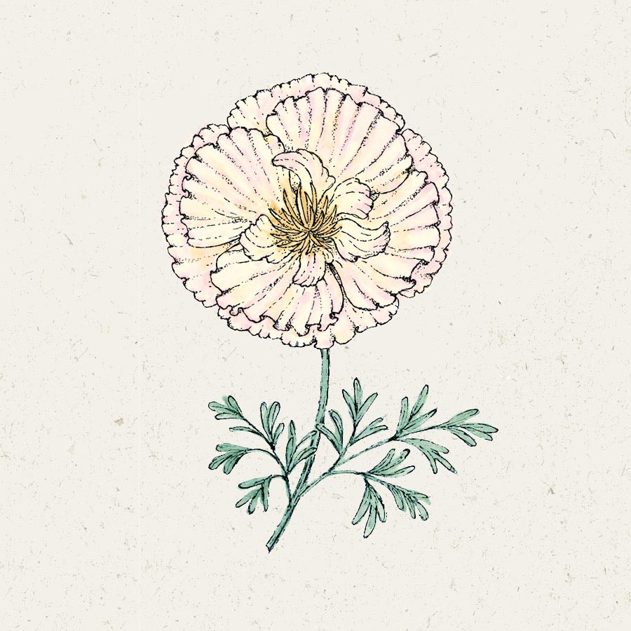 Jora Dahl Goldmohn Thai Silk Pink Champagne