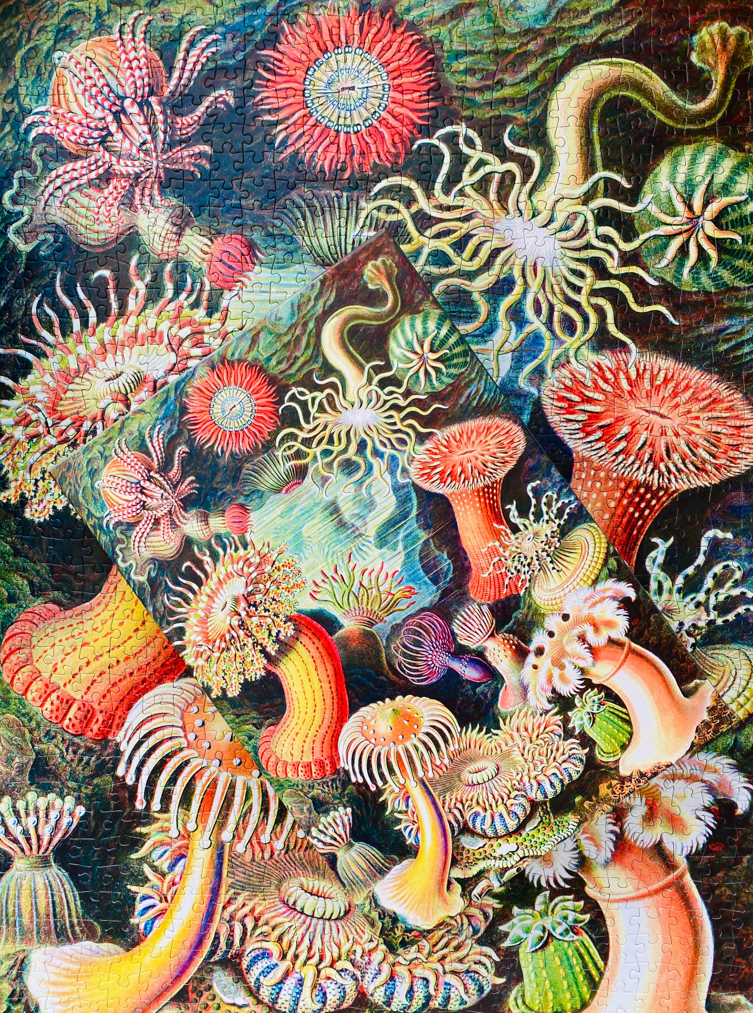 Sea Anemones Puzzle mit 1000 Teilen - Vintage Motiv