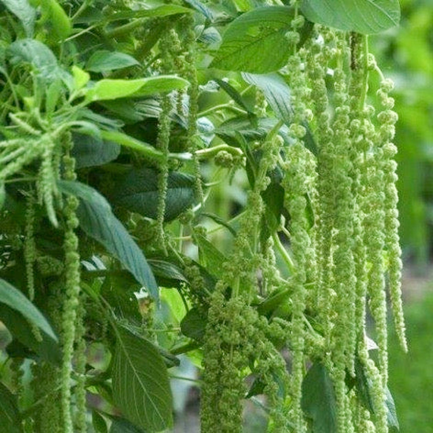 Jora Dahl Amaranthus Caudatus ‘Green Cascade’