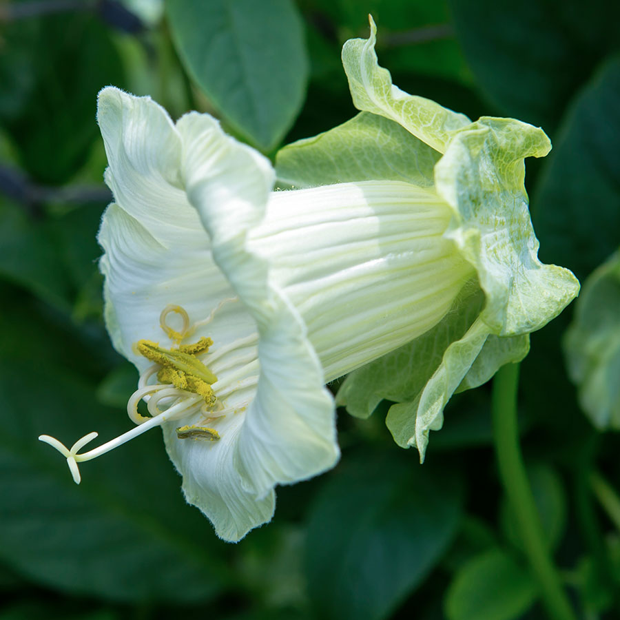 Jora Dahl Cobeaea scandens Alba Kletterpflanze