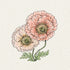 Jora Dahl Islandmohn ‘Colibri Rosa Chiaro Pastello’