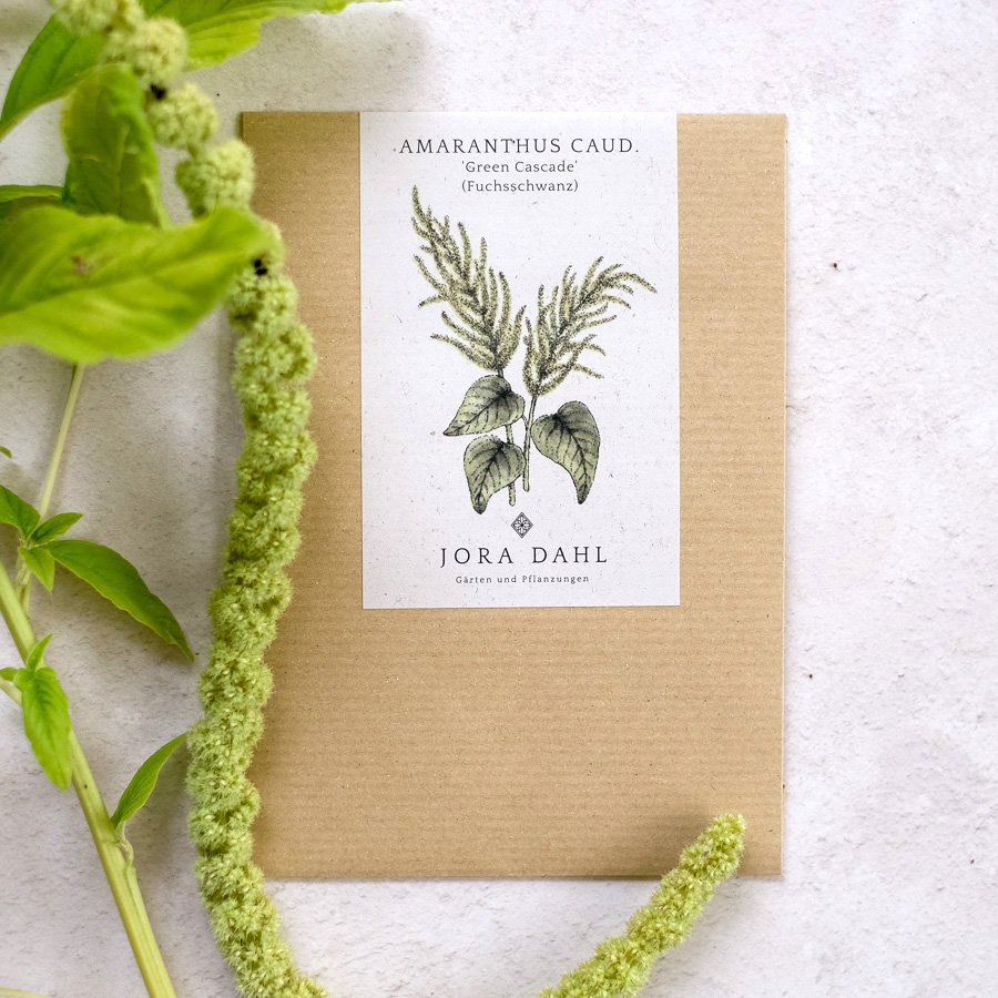 Jora Dahl Amaranthus Caudatus ‘Green Cascade’