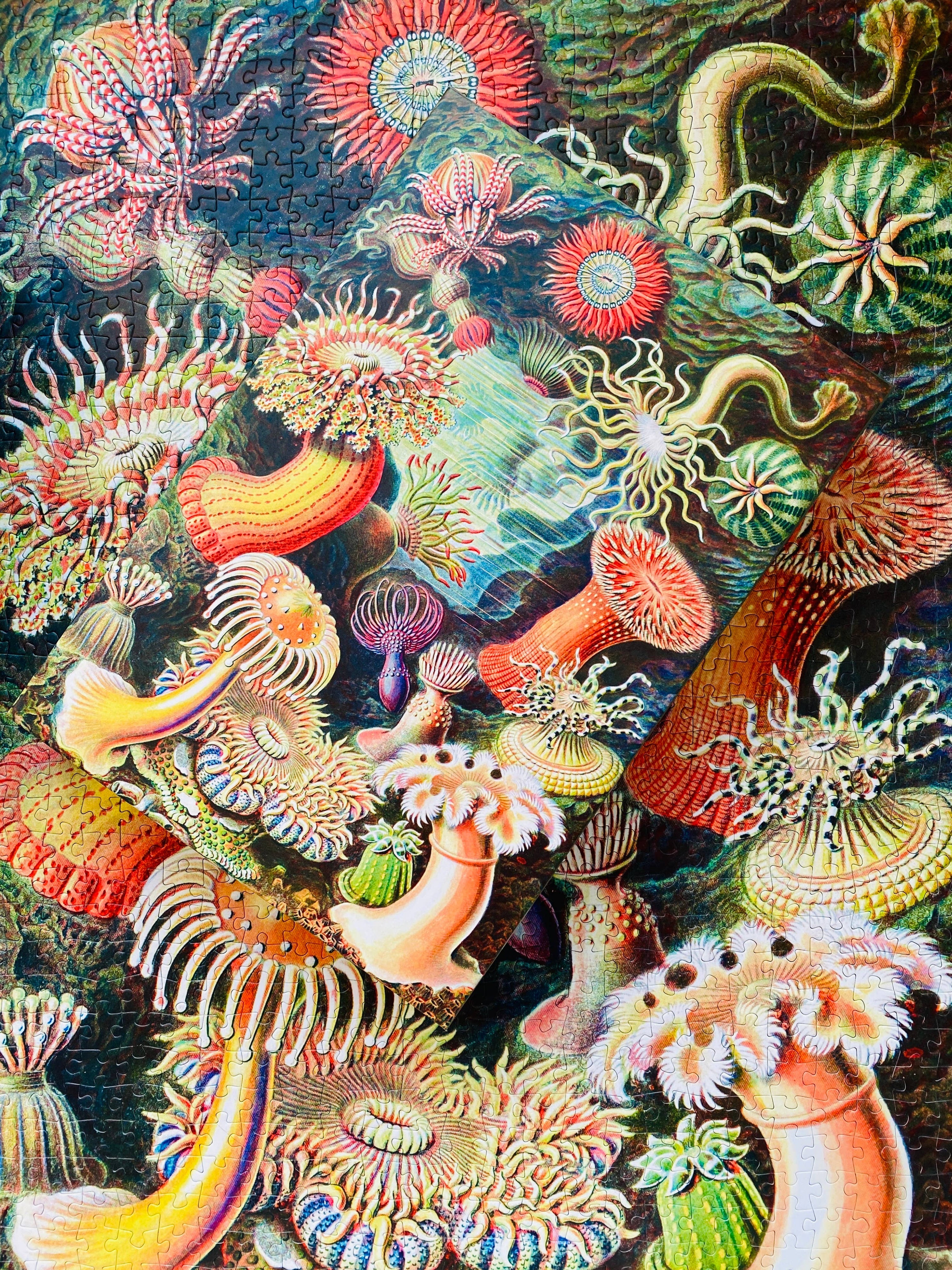 Sea Anemones Puzzle mit 1000 Teilen - Vintage Motiv