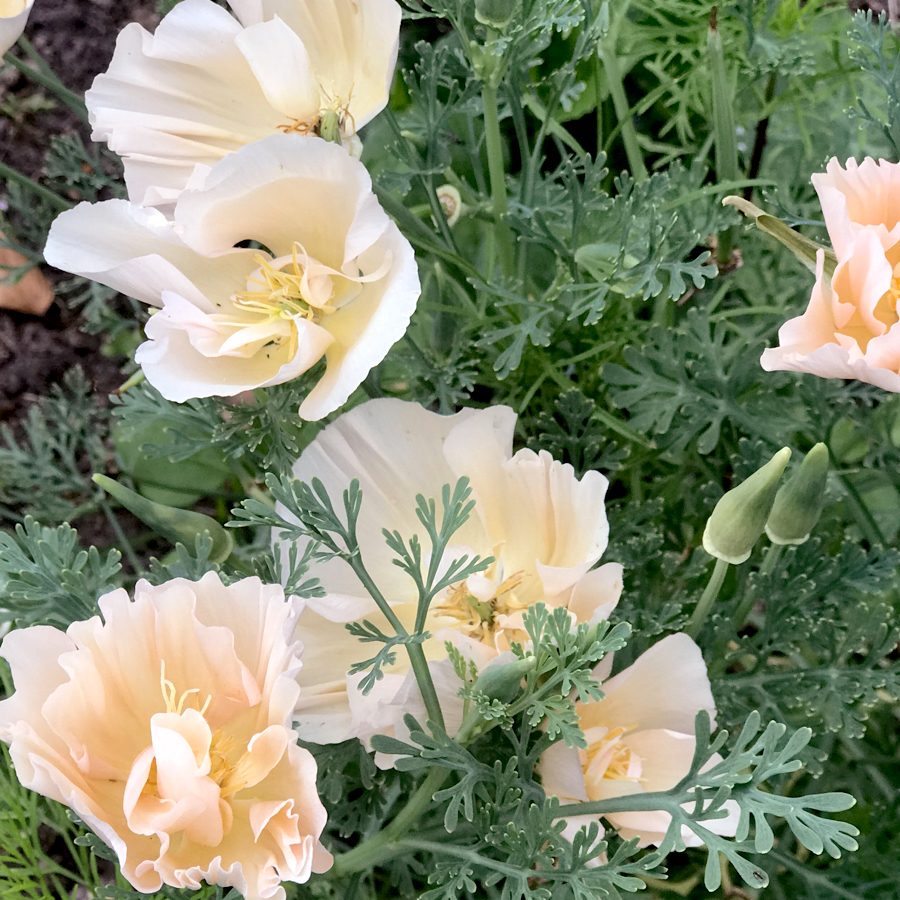 Jora Dahl Goldmohn Thai Silk Pink Champagne