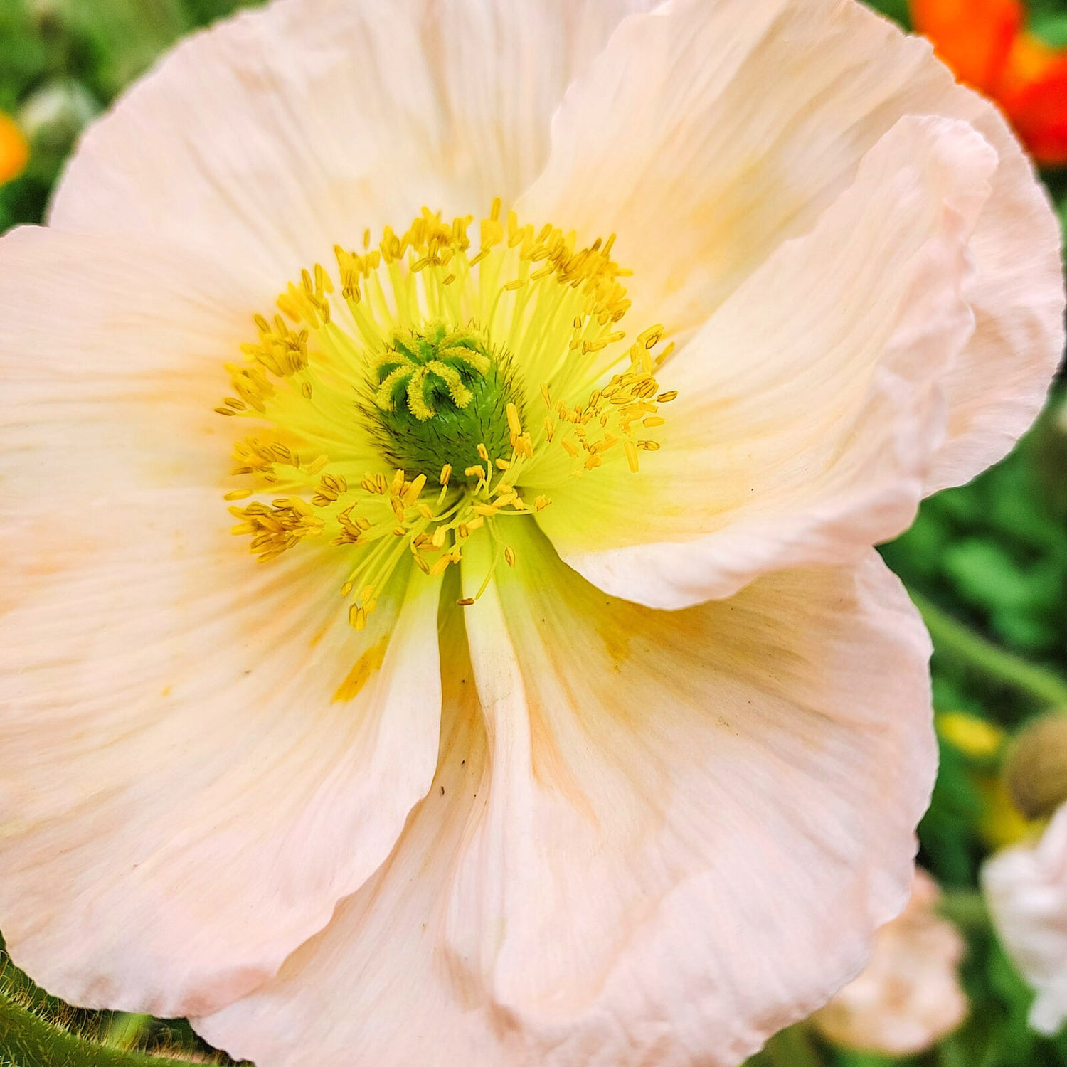Jora Dahl Islandmohn ‘Colibri Rosa Chiaro Pastello’