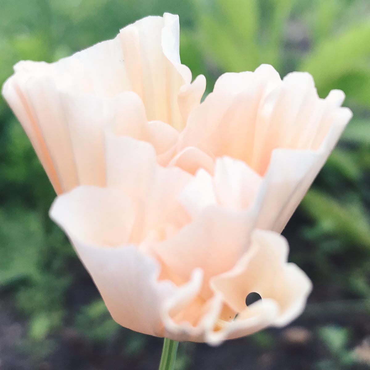 Jora Dahl Goldmohn Thai Silk Pink Champagne