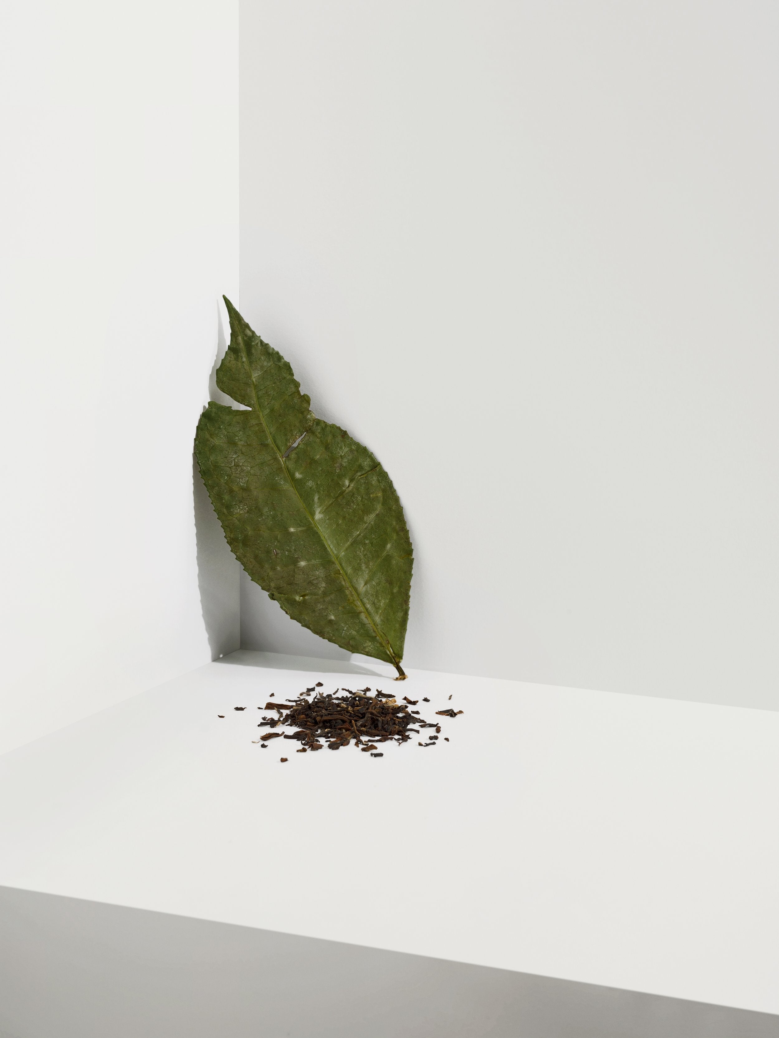 Cocoon Tea Artisans Darjeeling Oolong