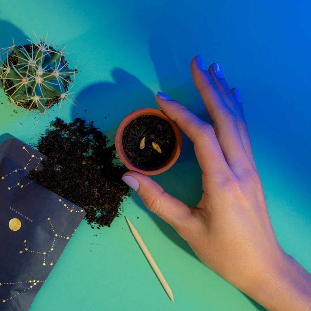 Gift Box Astrology Plant