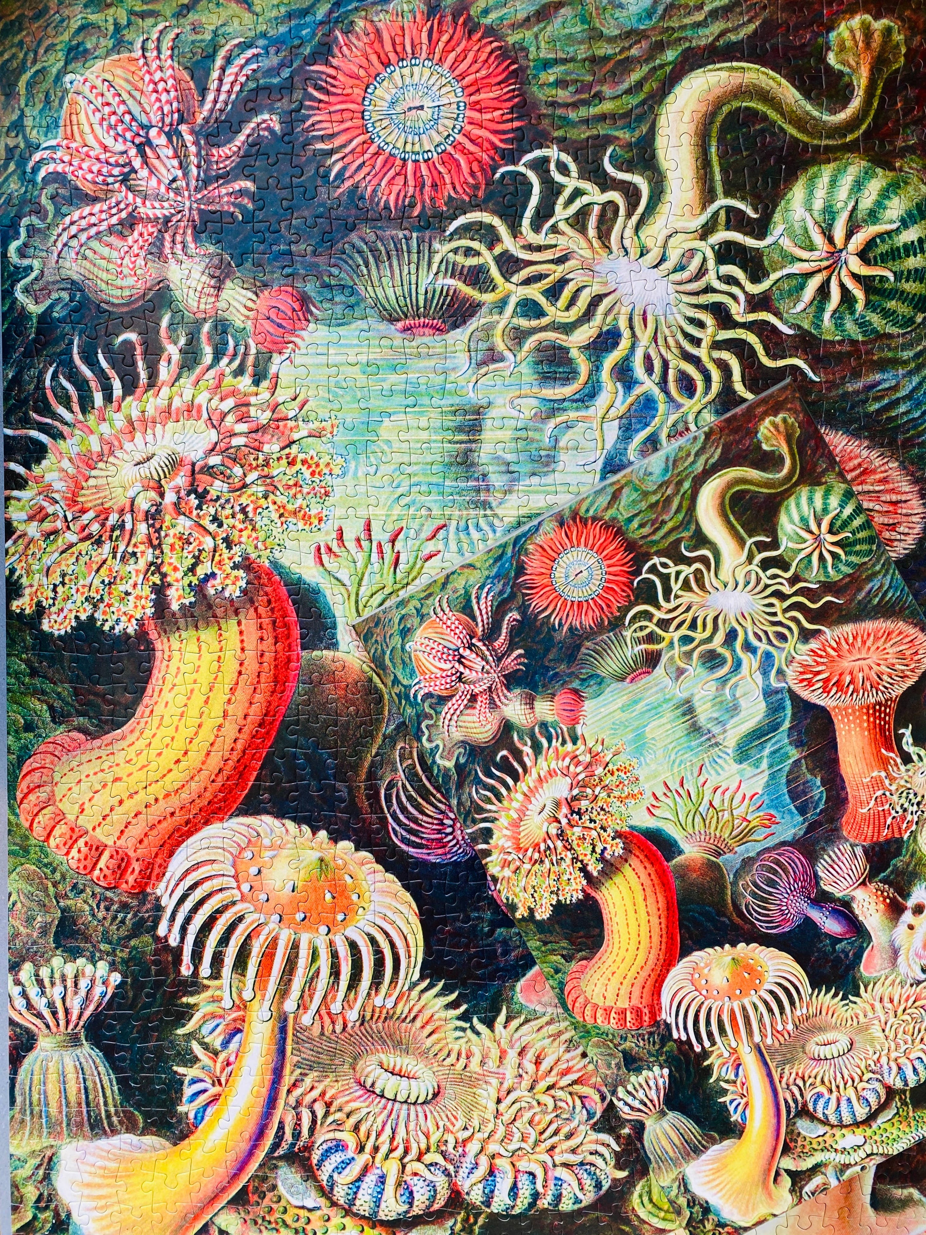 Sea Anemones Puzzle mit 1000 Teilen - Vintage Motiv