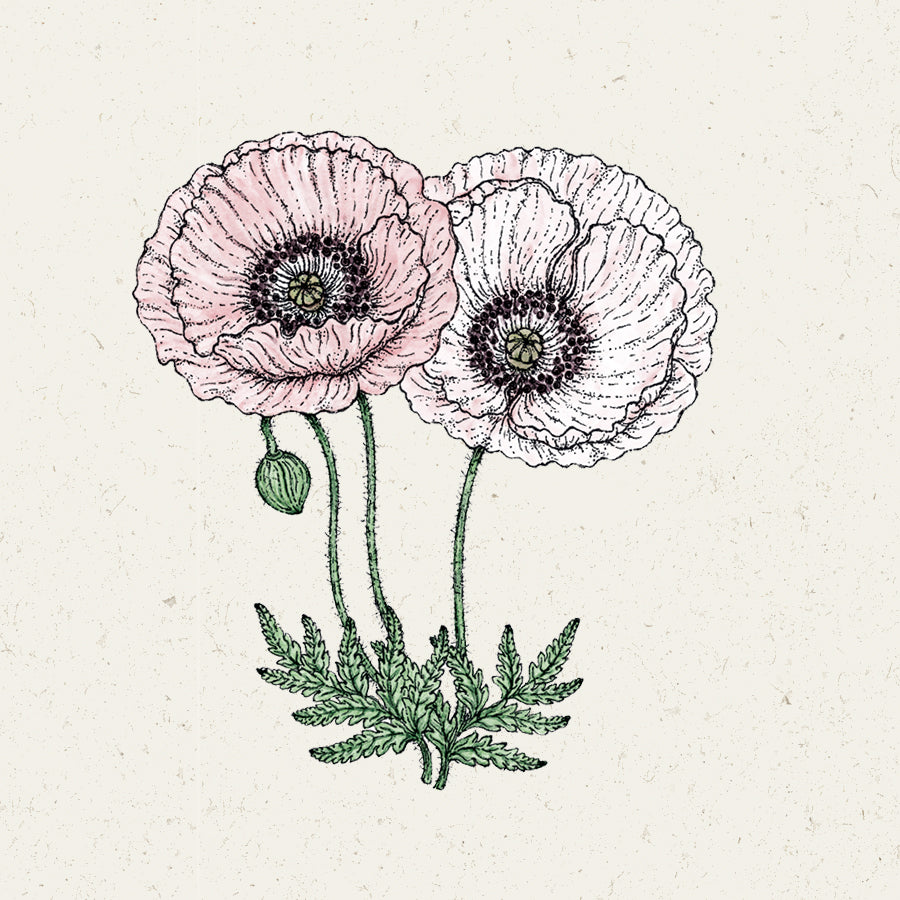 Jora Dahl Klatschmohn ‘Mother of Pearl’