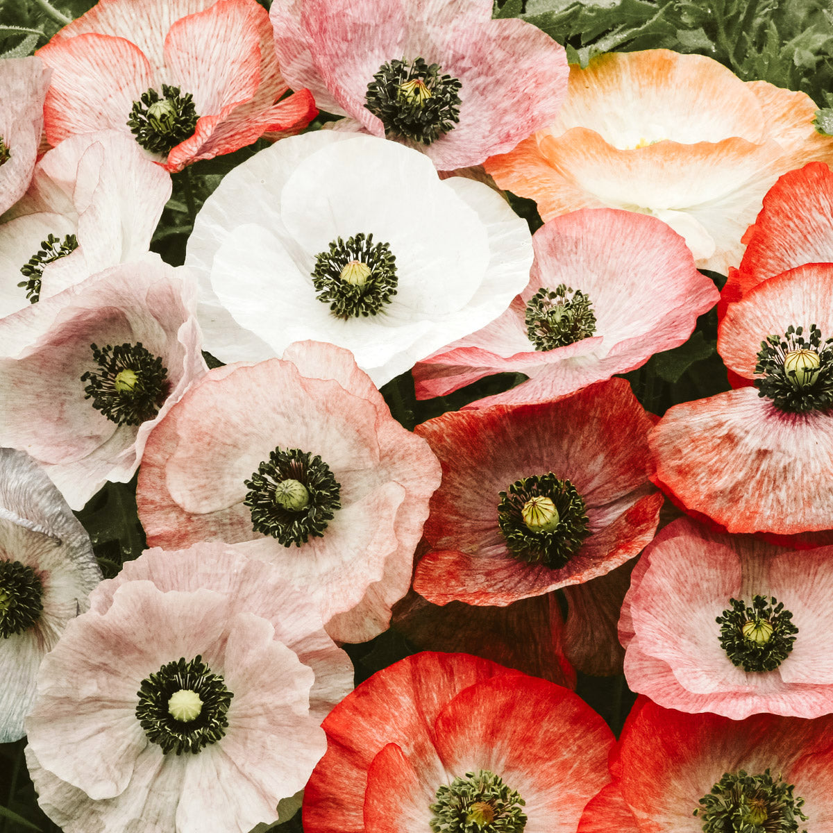 Jora Dahl Klatschmohn ‘Mother of Pearl’