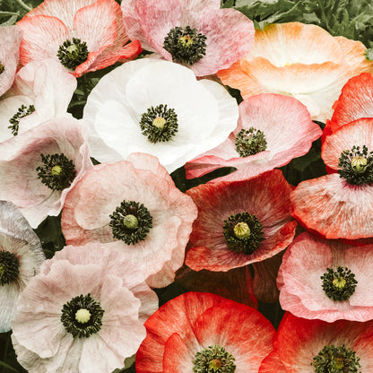 Jora Dahl Klatschmohn ‘Mother of Pearl’