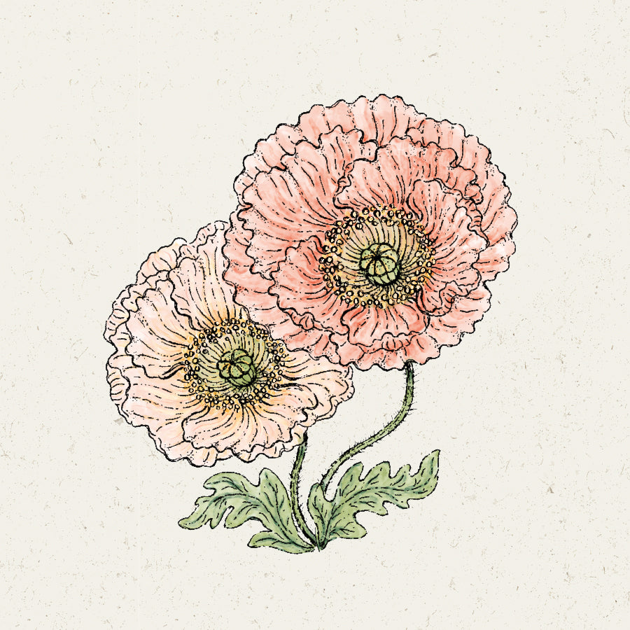 Jora Dahl Islandmohn ‘Colibri Rosa Chiaro Pastello’ 
