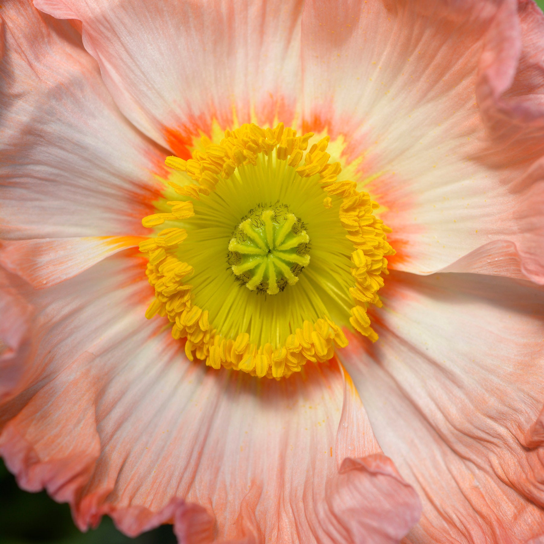 Jora Dahl Islandmohn ‘Colibri Rosa Chiaro Pastello’ 