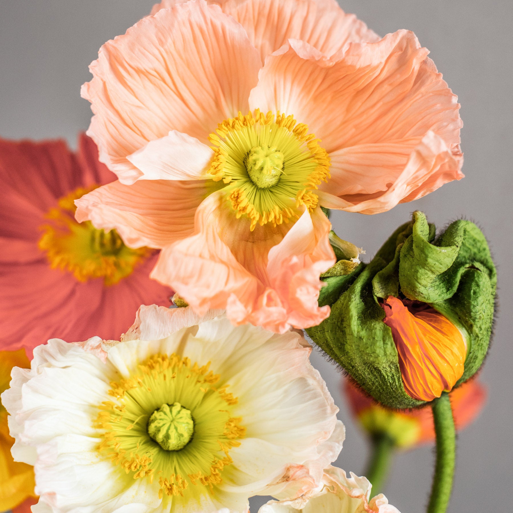 Jora Dahl Islandmohn ‘Colibri Rosa Chiaro Pastello’ 