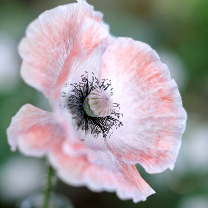 Jora Dahl Klatschmohn ‘Mother of Pearl’